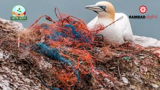 How plastics pose threat to marine biodiversity
