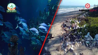 How micro plastic particles are polluting soil