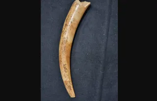 Mammoth tusk unearthed on Lithuania's Baltic coast