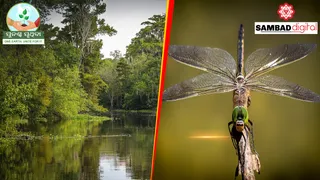 Dragonflies at risk globally due to destruction of wetlands