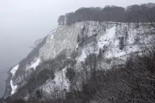 Germany's forest land lost 'higher-than-expected': Satellite data 