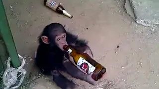 Explained: Does humans' love for alcohol come from monkeys?