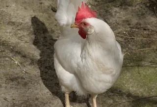 Andhra police registers FIR for barbaric killing of hen