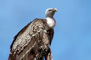 Decline of Indian vultures contributed to thousands of human deaths: study