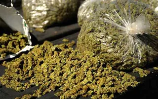 Cannabis trafficker from Odisha arrested in filmy-style operation