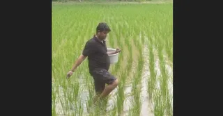 Odisha: ICAR-NRRI scientists develop novel formulation for reducing methane emissions from paddy fields