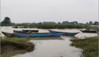 Decline in Hilsa fish population in Mahanadi River in Odisha due to water pollution