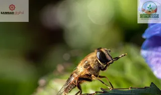 Global warming, intensive agriculture reducing insect population by half: Study