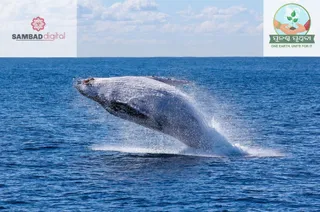 Sea sounds being drowned out by humans; experts raise alarm