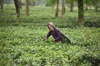 Integrated management pest and nutrition good for tea plantations: Experts