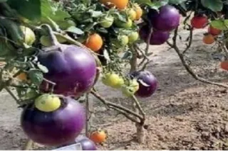 It's a pomato! Scientists grow potato and tomato in one plant
