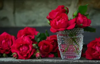 Red roses symbolize Valentine's love, but vulnerable to climate change
