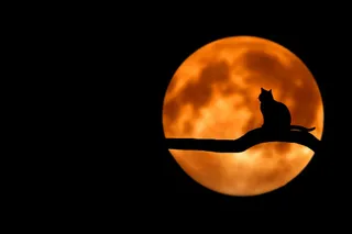 Why suicidal deaths spike during the full moon week