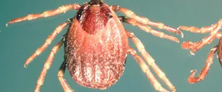 Climate change to spur spread of tick-borne ‘deadly virus’ in UK: Report