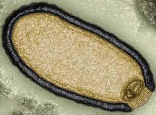 Ancient zombie viruses frozen in Siberia may trigger new pandemic: Study