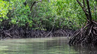 Mangroves: The first line of defence against cyclones, tidal ingress