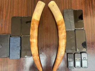 2 elephant tusks seized, 11 wildlife criminals held in Odisha’s Rourkela