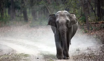 Baripada Elephant