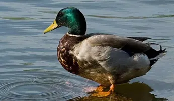 Duck