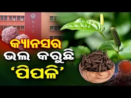 କ୍ୟାନସର ଭଲ କରୁଛି ‘ପିପଳି’ | Odisha Reporter