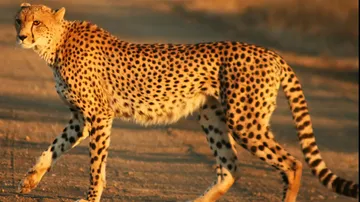 Cheetah