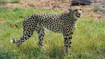 Cheetah