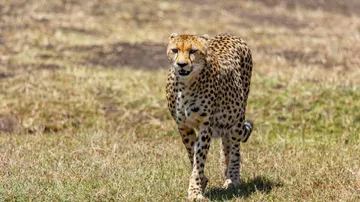 Cheetah 