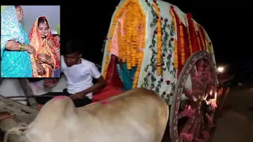Cow Car
