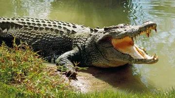 Crocodile