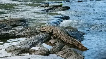 Crocodile 
