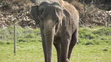 Elephant