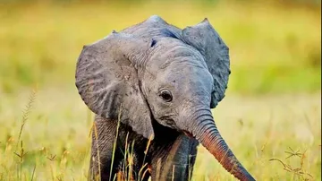 Elephant
