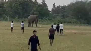 Elephant
