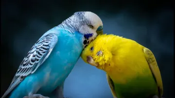 love representational image