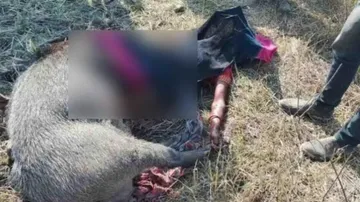 Both the woman and the wild animal died