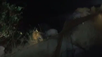  leopard escaped to another bush 