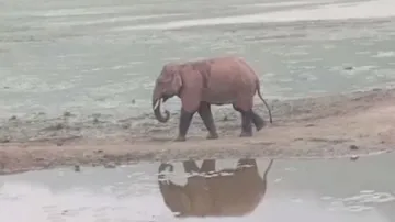 injured elephant
