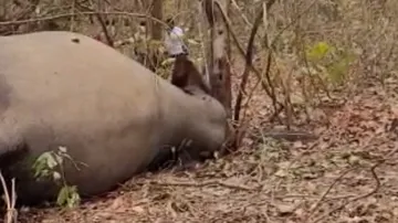 elephant dead body