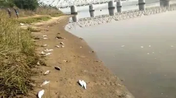  fishes have died on the banks of the Rushikulya river