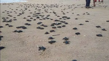 Olive Ridley turtles