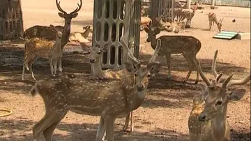 Cuttack deer park