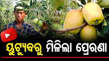 Farmer Grows Kashmir Apple On Odisha Soil
