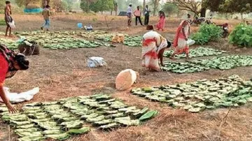 କେନ୍ଦୁ ପତ୍ର ।