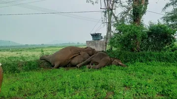 Elephant Dead