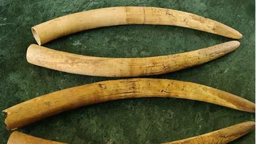 Elephant Tusks