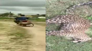 man ties leopard to bike with rope, rides to forest department