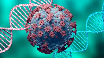 picolinic acid can block viruses causing disease