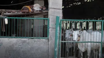 5 slaps with slippers if cattle found roaming 