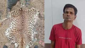 Tiger Skin and Accused