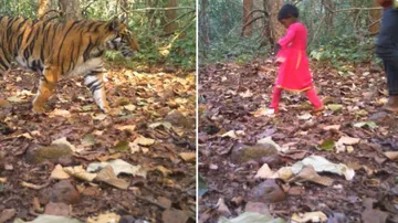 Similipal National Park